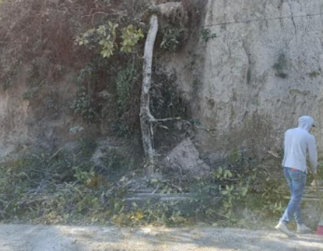 Le cae árbol a conductor de moto sobre carretera federal en Tlatlauquitepec
