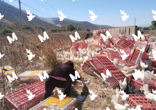 Emiten alerta sanitaria ante rapiña de gallinas en volcadura de tráiler en Chapulco