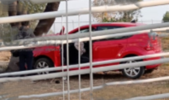 Choca auto compacto contra palmera en la Vía Atlixcáyotl
