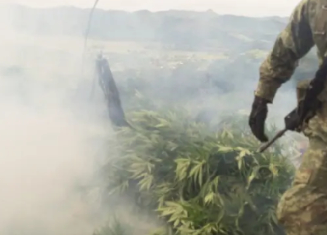 Ejército destruye más de 230 plantíos de droga en cinco estados del país