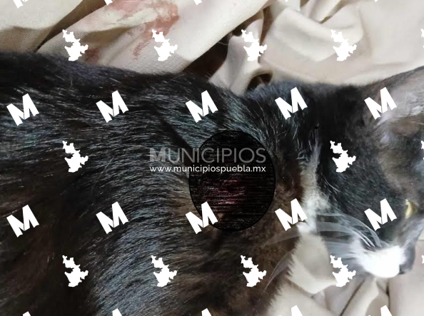 Balean a Gatita en Santiago Miahuatlán, ya hay denuncia penal 