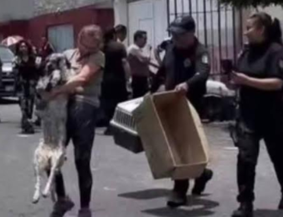 TAC resguarda lomito de domicilio que fue incendiado por caso de agresión a El Piñas