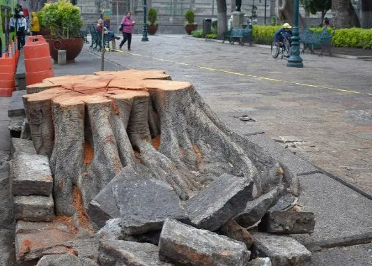 Con estudios avalados por BUAP e IPN Armenta enviará iniciativa sobre caleo de árboles