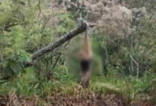 Indigna a vecinos de Cuetzalan aparición de oso hormiguero muerto y colgado en un árbol