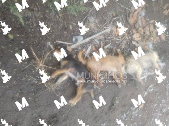 Denuncian un nuevo caso de envenenamiento de perros en Texmelucan