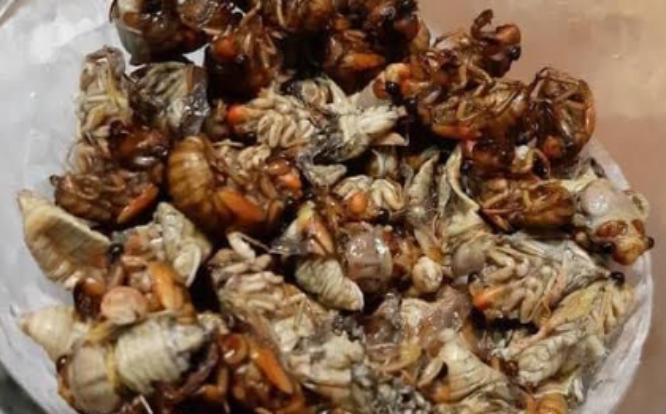 En Acatlán se comercializan los chiquilichis hasta en mil 500 pesos el kilo