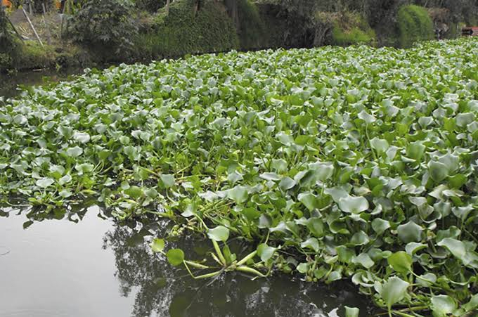 Primera etapa de FertiPue estará lista en noviembre