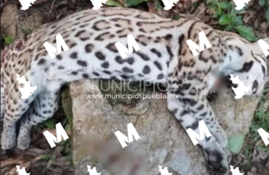 Localizan a ocelote sin vida y con impactos de bala en la Sierra Negra