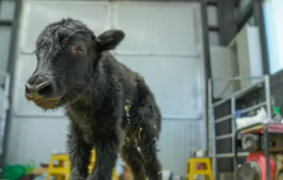 En China nace el primer yak clonado en el mundo 