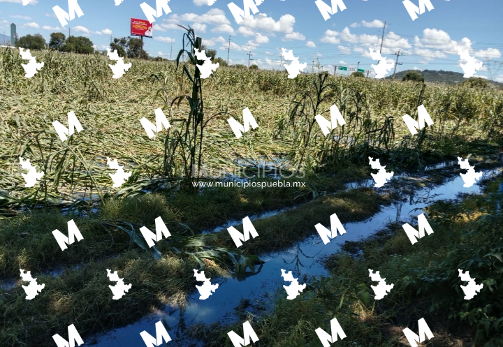 Aguas negras generan contaminación a terrenos de cultivo en Huejotzingo