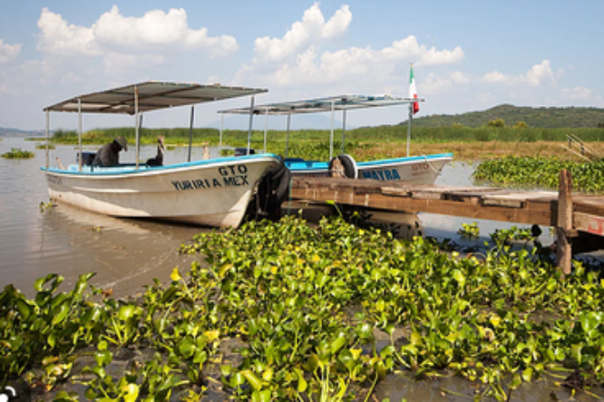 Lirio afecta el 50% de la laguna Yuriria en Guanajuato