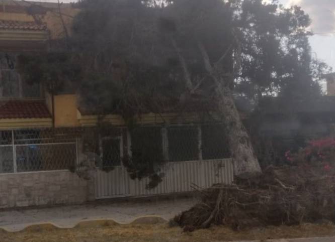 Fuertes vientos derriban árbol y cae en casa de la colonia Aquiles Serdán