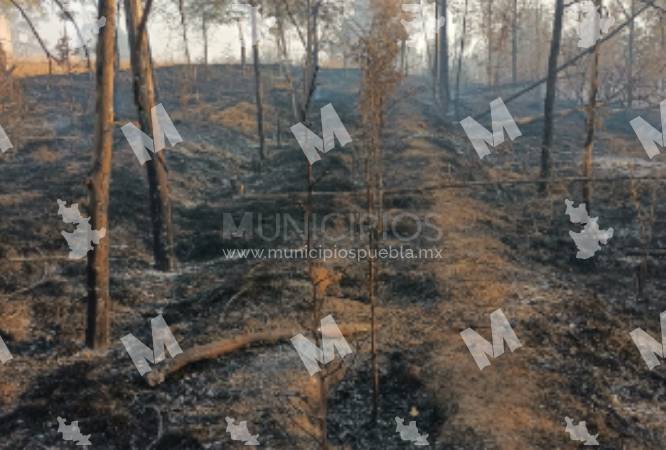 Ejidatarios piden ayuda para reforestar zona afectada por incendios en Texmelucan