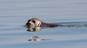 Hallan 1,700 focas muertas en la costa rusa sobre el Mar Caspio
