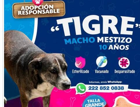 Invita Ayuntamiento de Puebla a adoptar animales de compañía y evitar el abandono