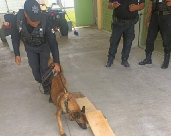 Impide oficial canino Stormy ingreso de celulares en Cereso de Tepexi
