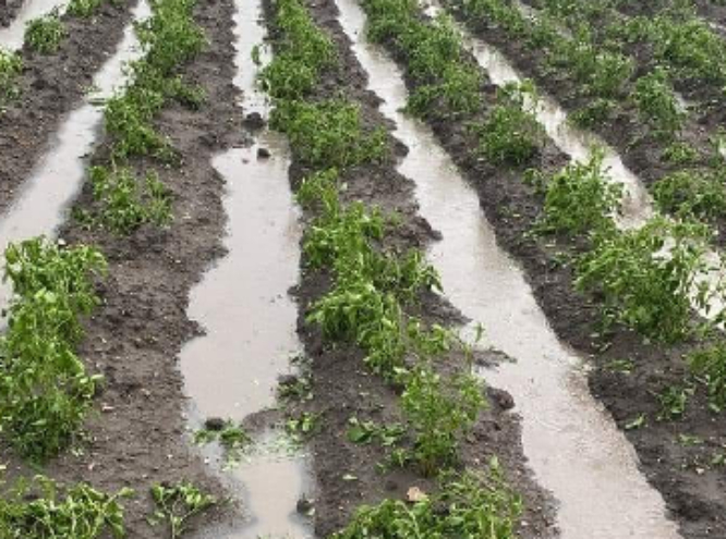 Más de 300 hectáreas de cultivo dañadas deja granizada en la zona de Tehuacán