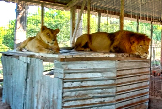 FGR ejecuta cateo y asegura leones y venados en finca de Jalisco