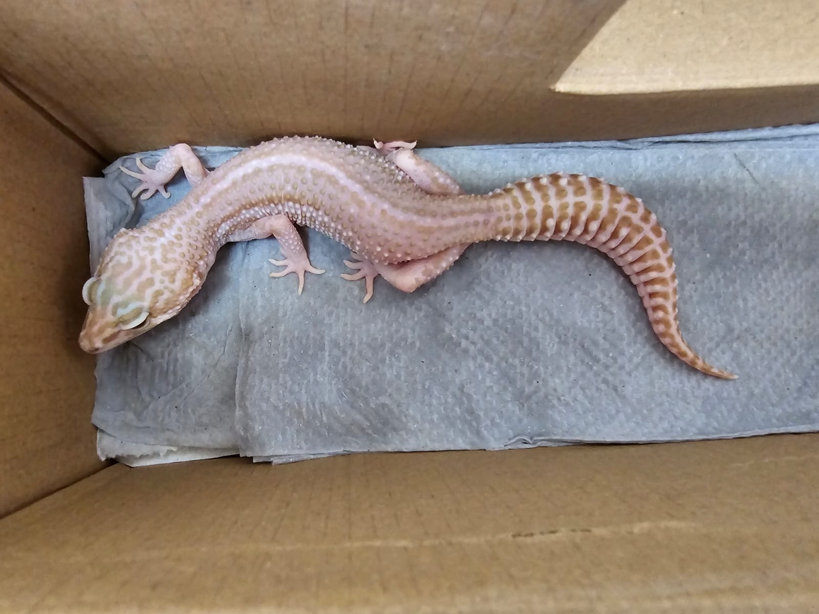 Empaquetan un gecko leopardo para enviarlo por mensajería