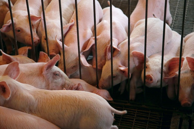 Prepara industria porcícola de Tehuacán exportación de carne a Asia 