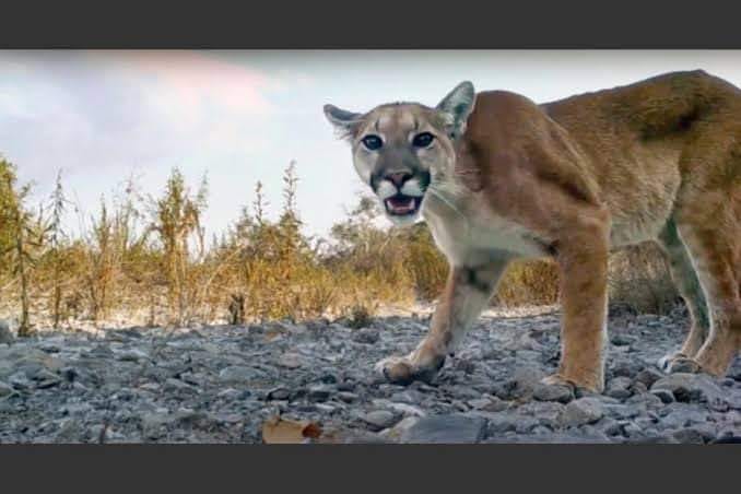 Puma devoró a niño de 12 años cerca de los límites entre Puebla y Oaxaca 