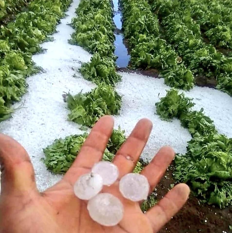 Granizada destruye cultivos en Quecholac, Acatzingo y Palmar de Bravo