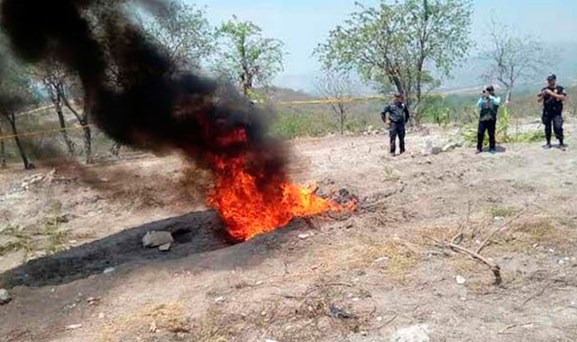 Encuentran plantío de marihuana en terrenos de Tehuitzingo