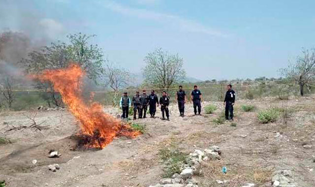 Encuentran plantío de marihuana en terrenos de Tehuitzingo