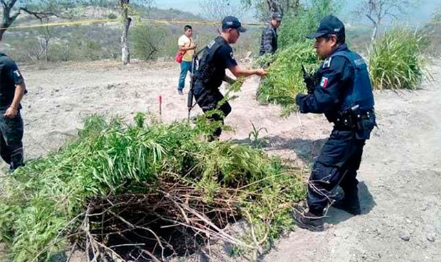 Encuentran plantío de marihuana en terrenos de Tehuitzingo