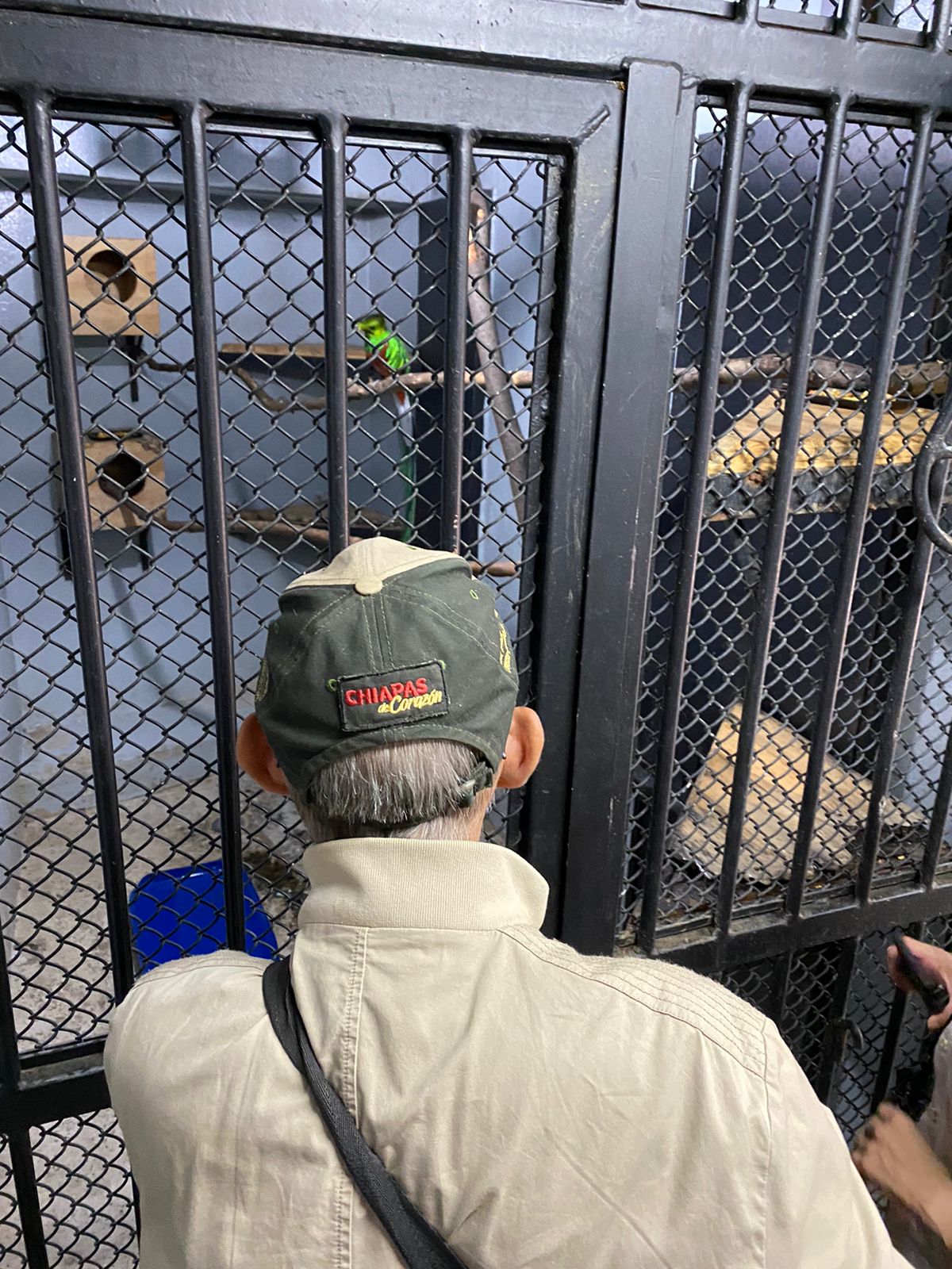 Trasladan a Chiapas quetzal hallado en CDMX; está en peligro de extinsión