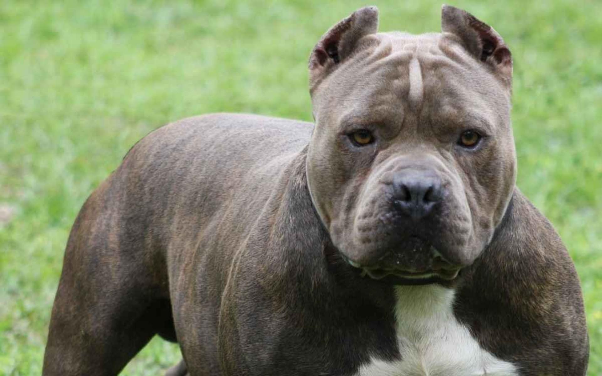 Pitbull ataca a su dueño y lo manda al hospital con varias lesiones 