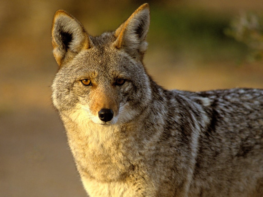 Un coyote se encontraba en una casa en Acatzingo, ya fue capturado 