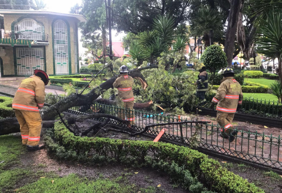 Cae enorme rama de árbol en el zócalo de Atlixco