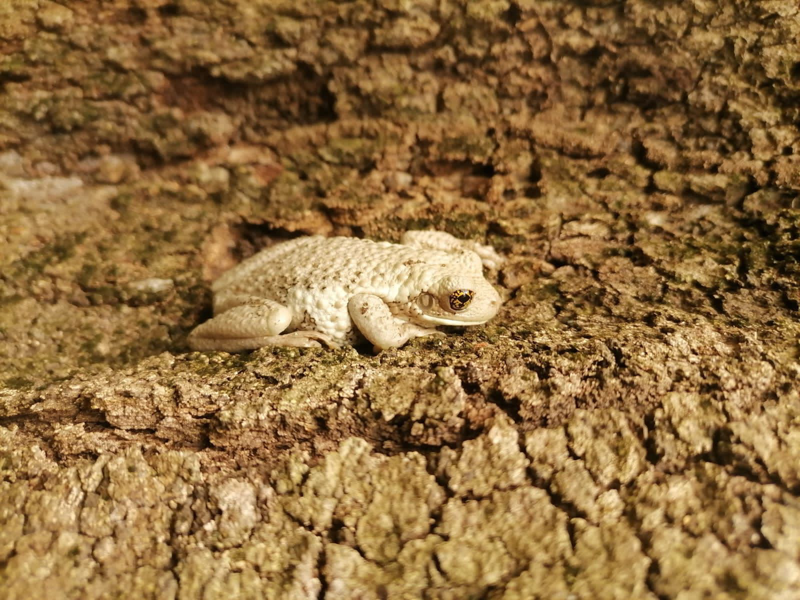 Tras 10 años reaparece la rana lechosa en Chiapas
