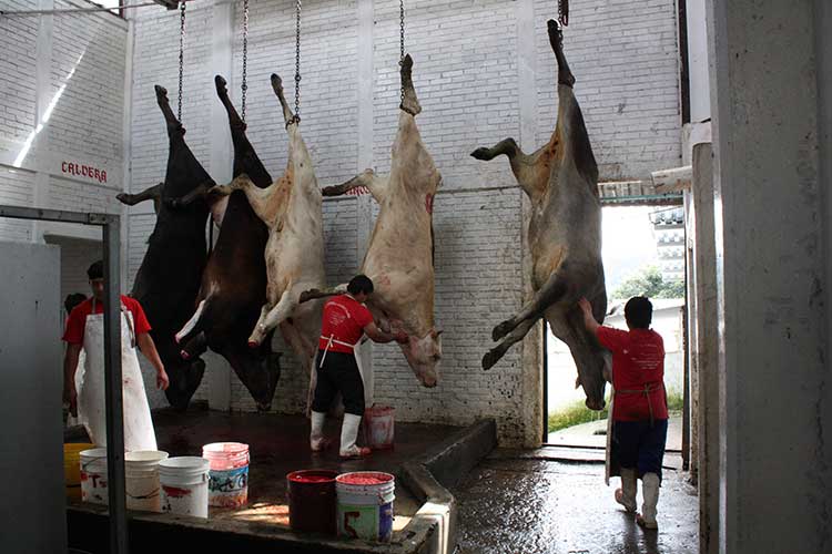 Escasez de ganado, foco rojo para la Sierra Norte de Puebla