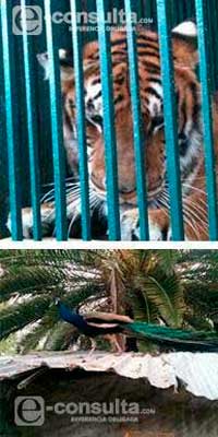 Emite PROFEPA 106 recomendaciones a zoo de Tehuacán