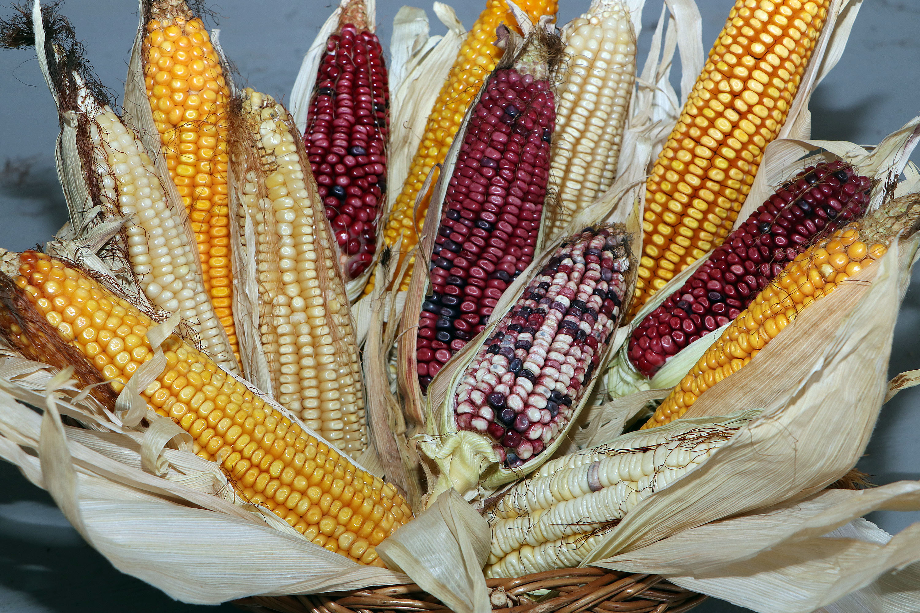 En Puebla hay medio millón de hectáreas cultivadas de maíz