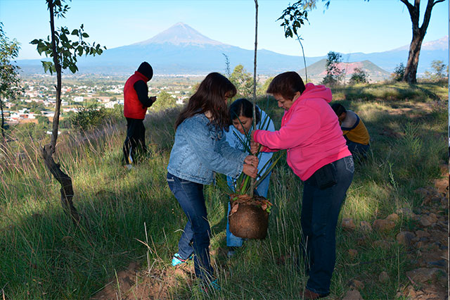 Continúa San Pedro Cholula reforestación en juntas auxiliares