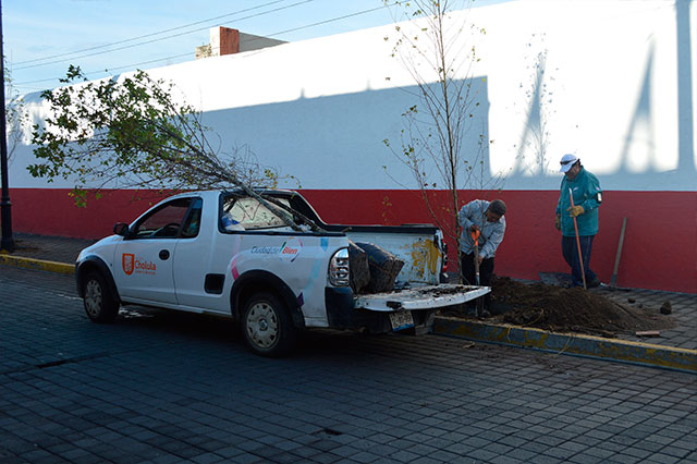 Continúa San Pedro Cholula reforestación en juntas auxiliares