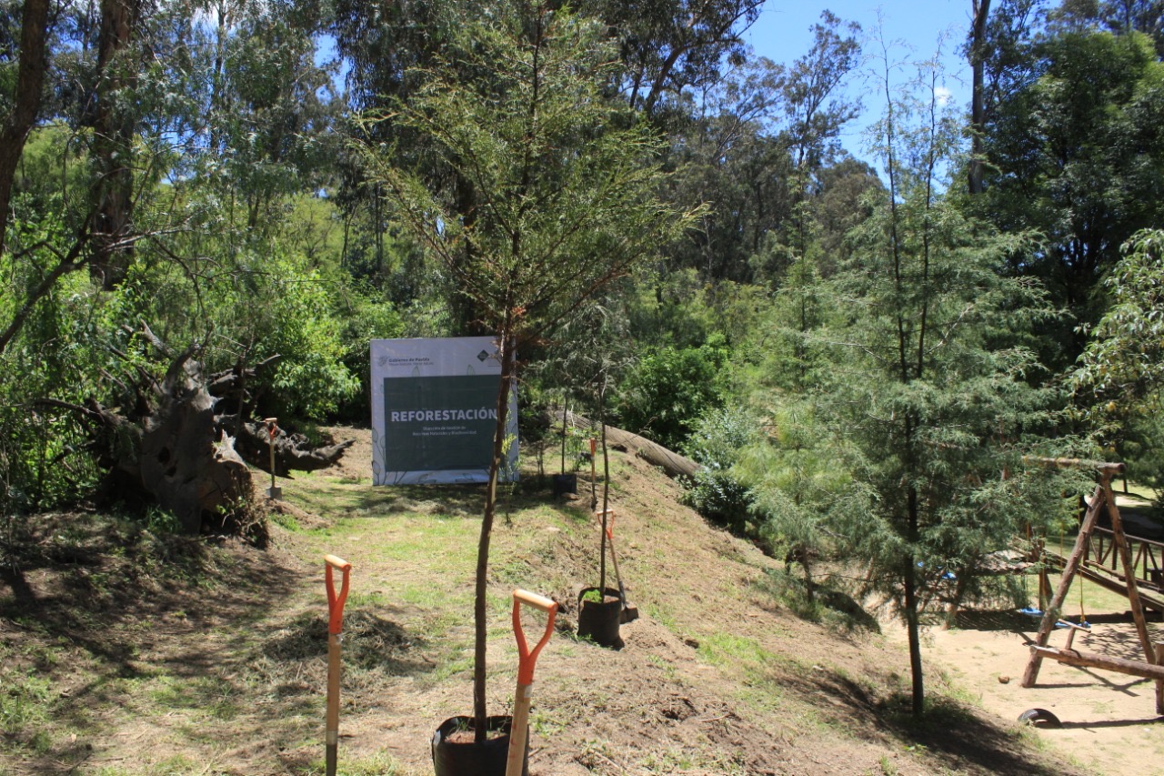 Reforestarán parques de municipios poblanos con 3 mil 883 árboles