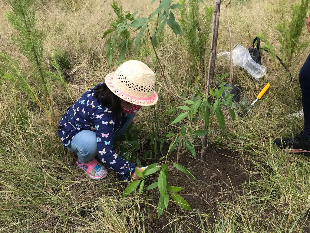 Reforestan el cerro de Amalucan con 200 árboles