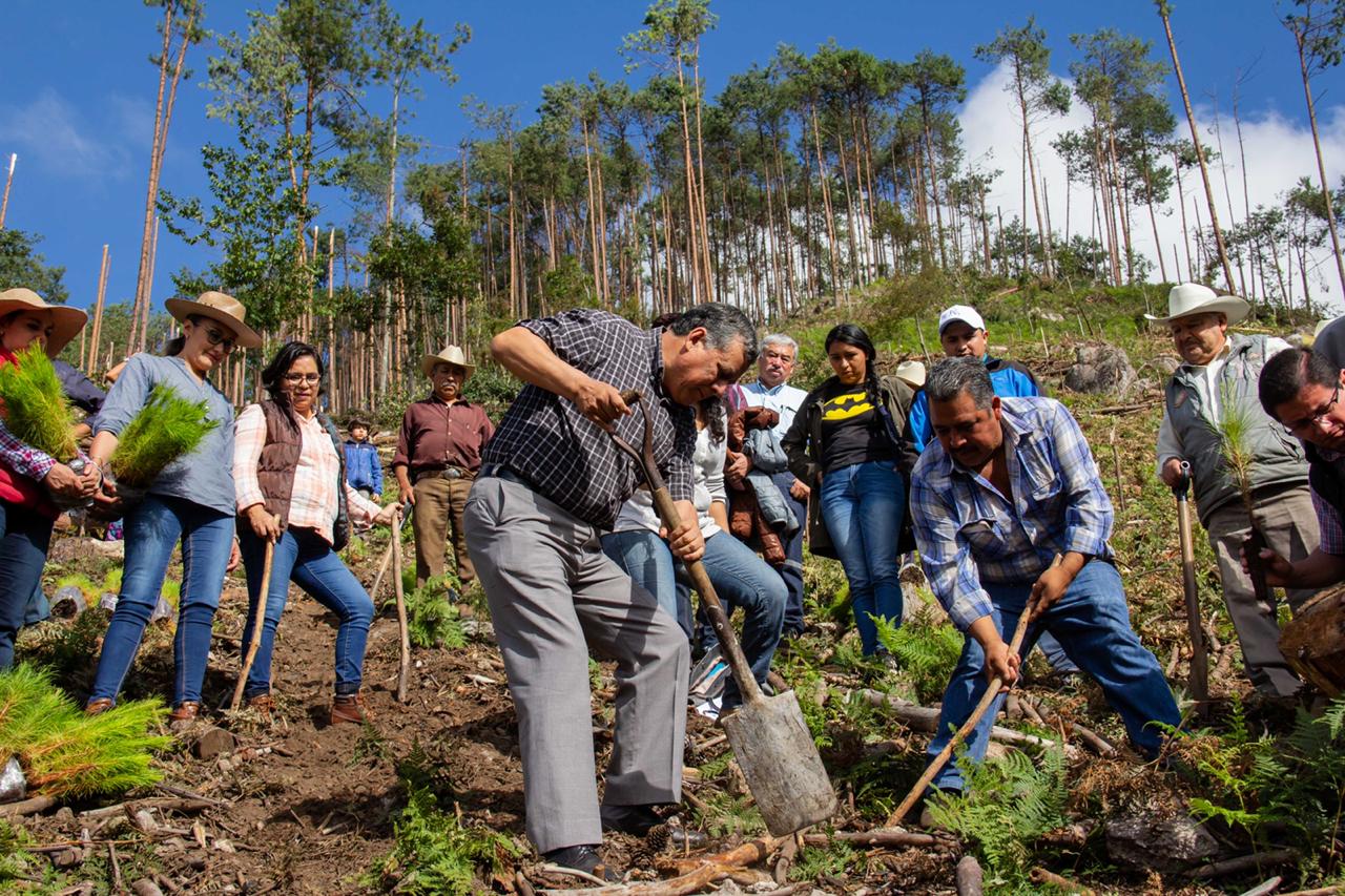 Zacatlán inicia reforestación en 17 ha de Tlalixtlipa