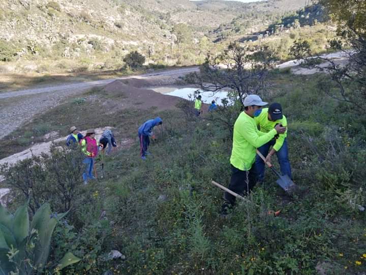 Continuará reforestación de zonas altas en Tehuacán