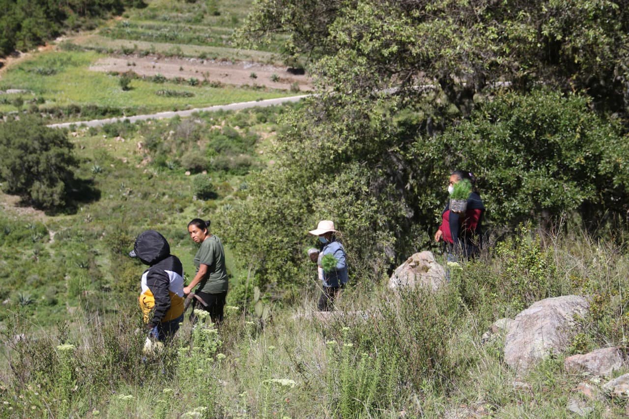 Alistan reforestación masiva en Tehuacán para fortalecer la captación de agua