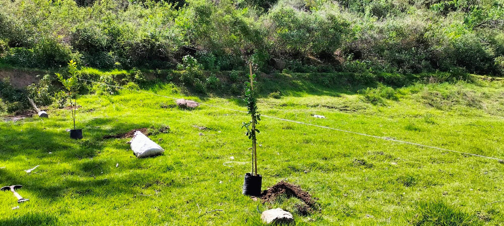 Plantarán en Puebla 9 árboles por cada uno de los 2 mil que derribarán