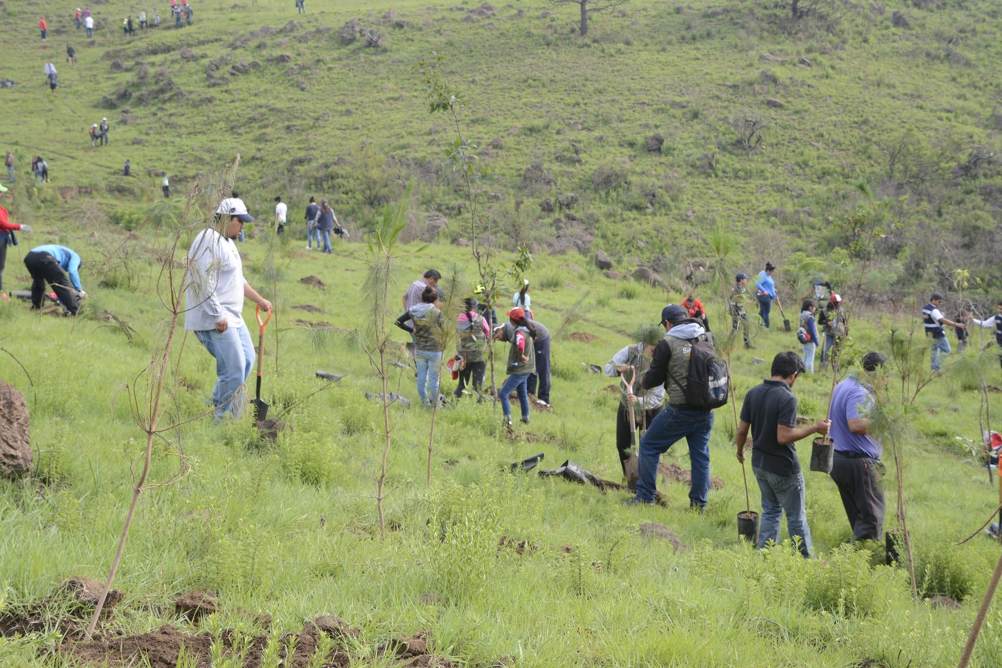 Plantan 2 mil árboles en reforestación del cerro Zapotecas