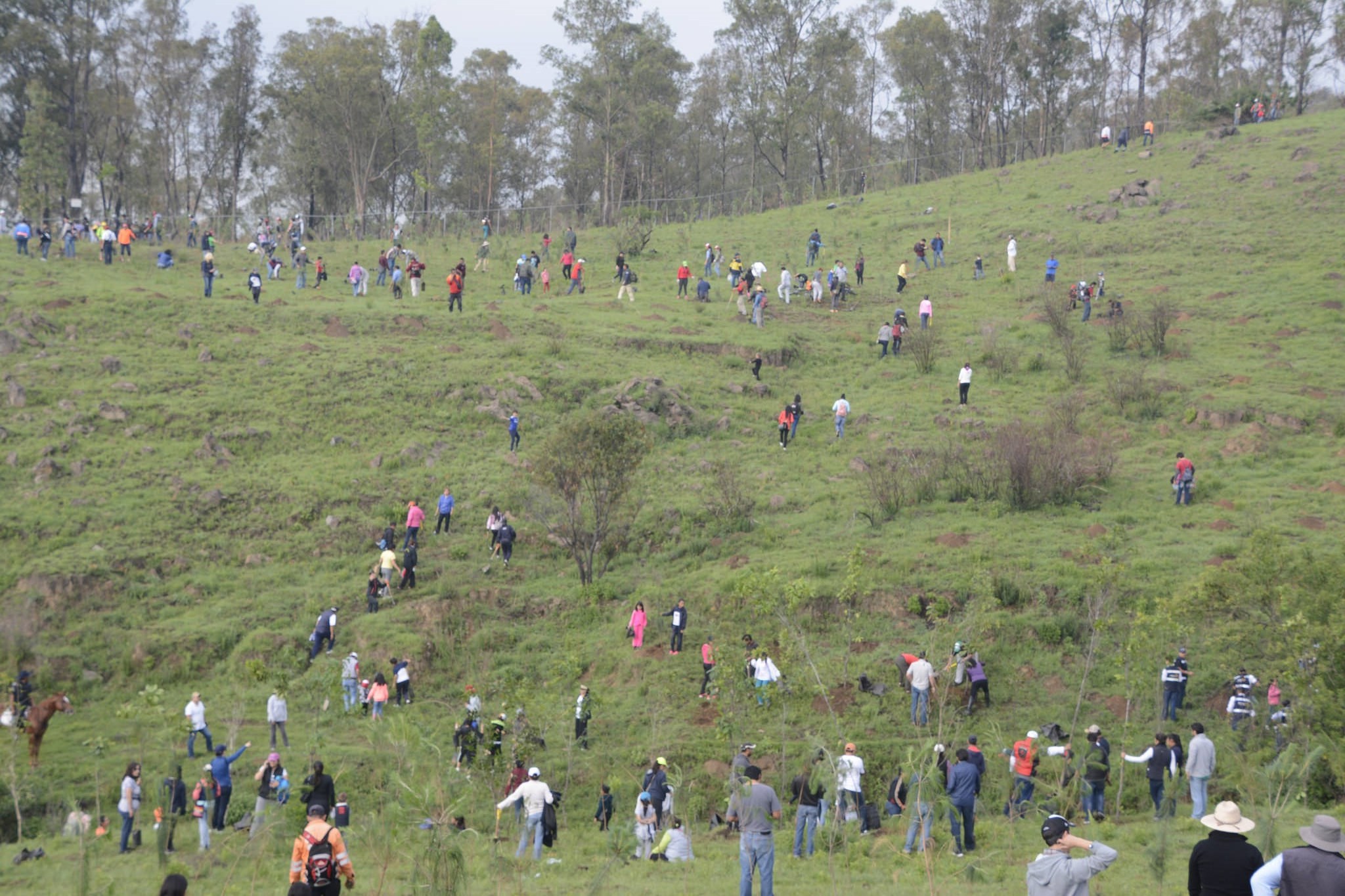 Plantan 2 mil árboles en reforestación del cerro Zapotecas