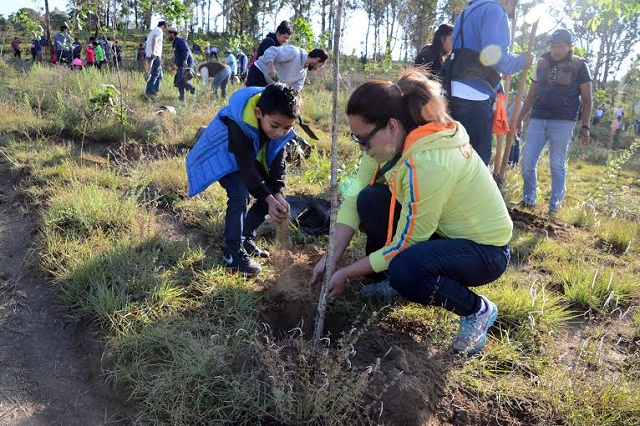 Reforestan con 900 árboles el Cerro Zapotecas, en San Pedro Cholula