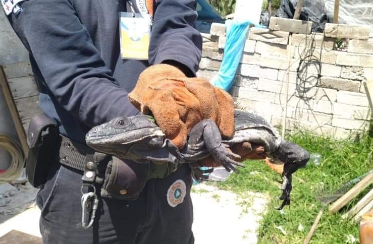 Reptil moviliza cuerpos de emergencia en Tlacotepec