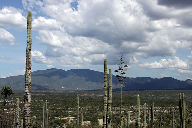 Invaden Reserva de la Biosfera 25 colonias en Tehuacán